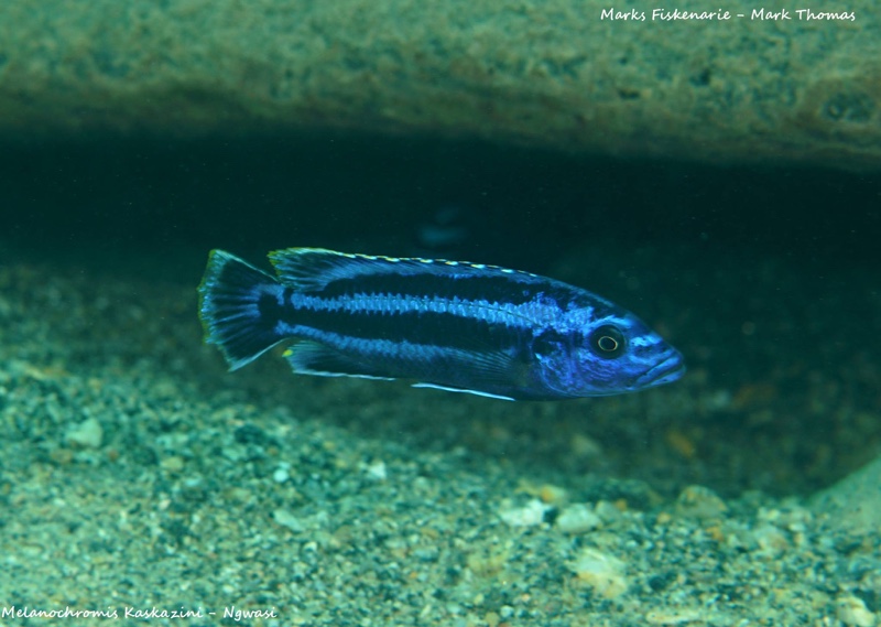 Melanochromis kaskazini 'Ngwasi'